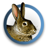 Rabbit Hunting Info